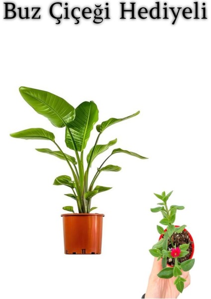 Hediyelik Starliçe Cennet Çiçeği Bitkisi Sevgililer Gününe Özel Buz Çiçeği Hediyeli