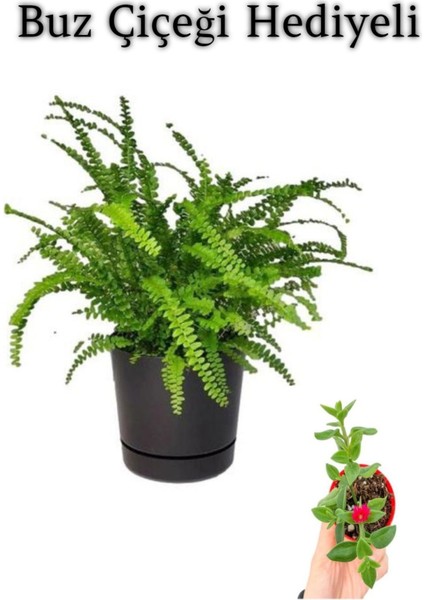 Hediyelik Aşk Merdiveni Çiçeği Sevgililer Gününe Özel Buz Çiçeği Hediyeli