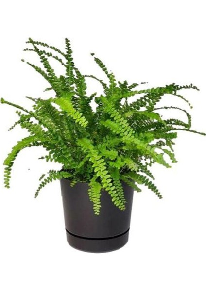 Hediyelik Aşk Merdiveni Çiçeği Sevgililer Gününe Özel Buz Çiçeği Hediyeli fiyatları