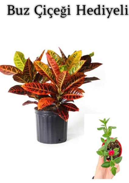 Muhteşem Görünümlü Kraton Çiçeği Bitkisi Sevgililer Gününe Özel Buz Çiçeği Hediyeli