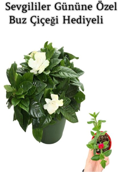 Yoğun Mis Kokulu Gardenya Çiçeği Sevgililer Gününe Özel Buz Çiçeği Hediyeli