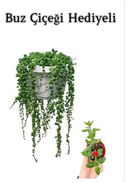 Tespih Boncuk Bezelya Çiçeği Bitkisi Sevgililer Gününe Özel Buz Çiçeği Hediyeli