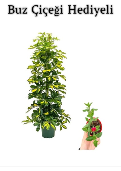 Hediyelik Sarı Alacalı Şeflera Bitkisi Sevgililer Gününe Özel Buz Çiçeği Hediyeli