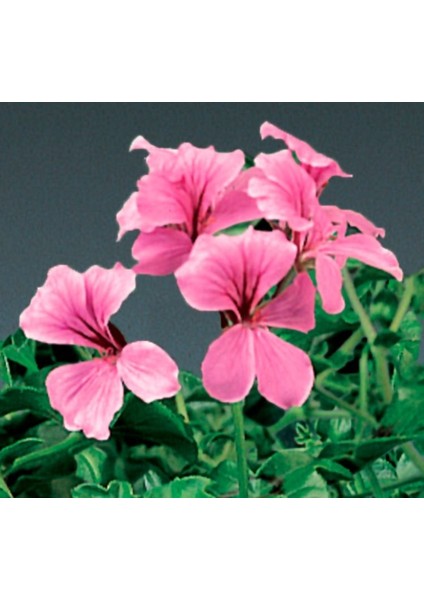 Sakız Sardunya Tohumu - Pembe Renkli ( 3 Tohum )