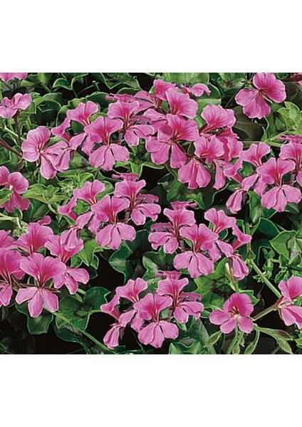 Sakız Sardunya Tohumu - Pembe Renkli ( 3 Tohum ) fiyatları