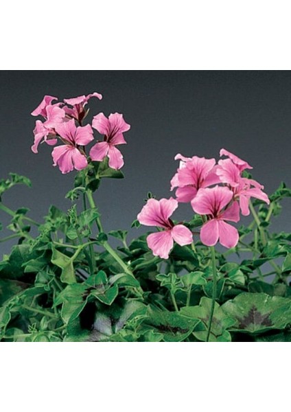 Sakız Sardunya Tohumu - Pembe Renkli ( 3 Tohum ) modelleri