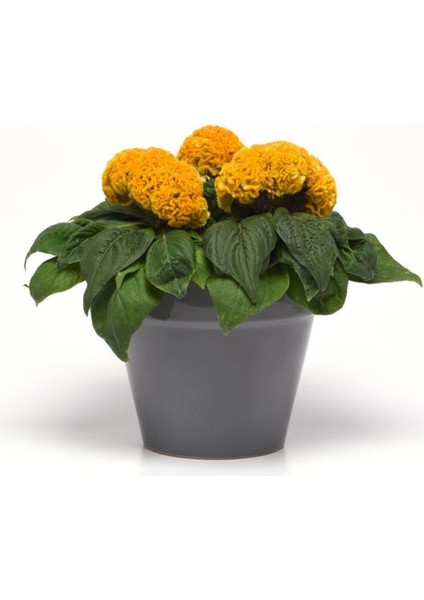 Horoz Ibiği Balta Tohumu Japon - Sarı Renkli ( 20 Tohum ) modelleri