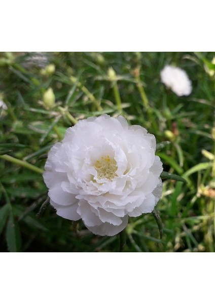 Ipek Çiçeği Tohumu Duble Katlı - Beyaz Renkli ( 25 Tohum )