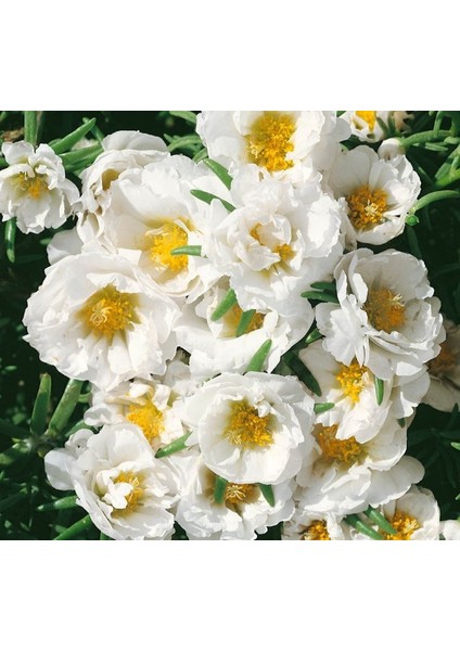 Ipek Çiçeği Tohumu Duble Katlı - Beyaz Renkli ( 25 Tohum ) fırsatları