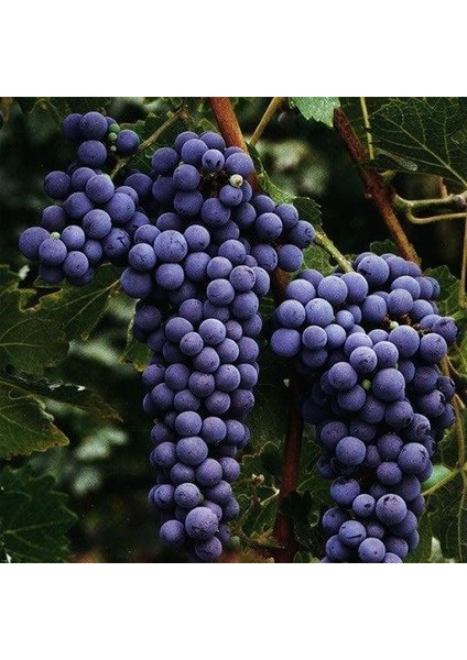 Çekirdeksiz Tüplü Autumn Royal Siyah Üzüm Fidanı
