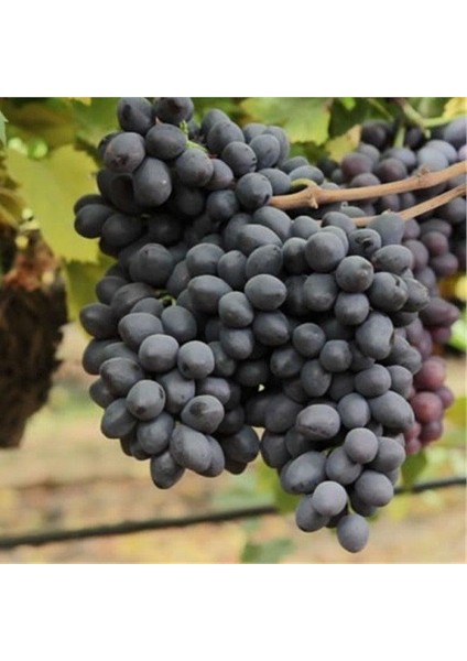 Nadir Çeşit Tüplü Grenache Üzüm Fidanı