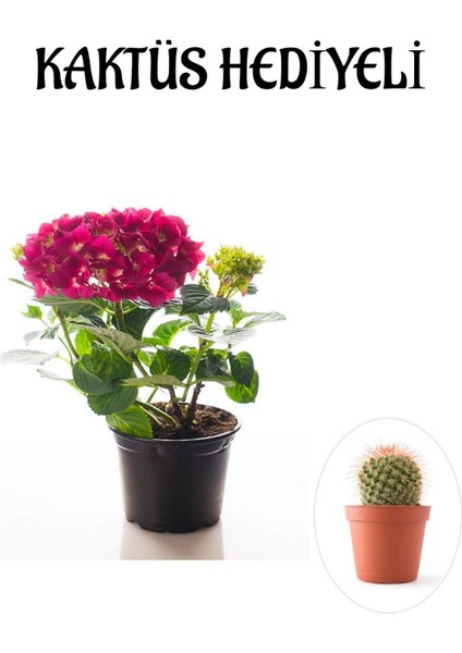 Sevgililer Gününe Özel Fuşya Renk Ortanca Çiçeği Kaktüs Hediyeli
