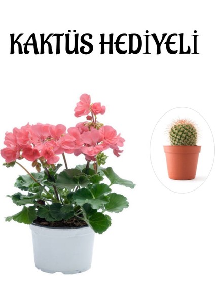 Hediyelik Toz Pembe Sardunya Çiçeği Sevgililer Gününe Özel Kaktüs Hediyeli