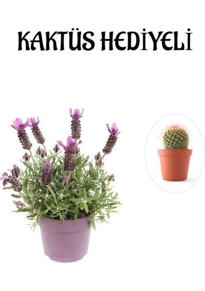 Mis Kokulu Mor Lavanta Fidanı Sevgililer Gününe Özel Kaktüs Hediyeli