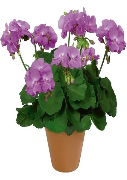 Hediyelik Mor Renk Sardunya Fidanı Sevgililer Gününe Özel Kaktüs Hediyeli fiyatları