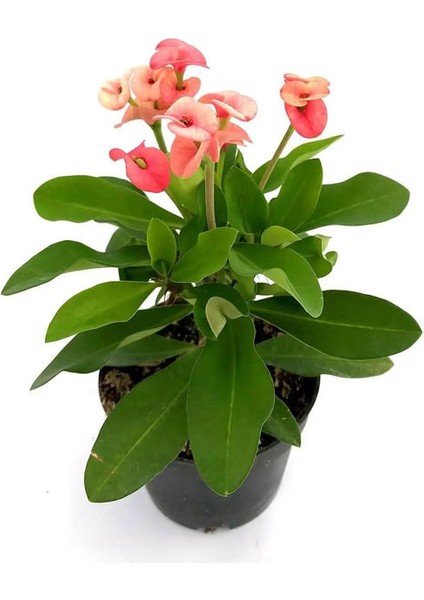 Pembe Çiçekli Milli Dikenler Tacı Kaktüs Sevgililer Gününe Özel Kaktüs Hediyeli fiyatları