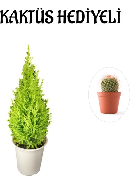 Limon Kokulu Salon Limon Çamı Sevgililer Gününe Özel Kaktüs Hediyeli