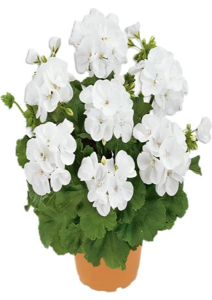 Hediyelik Beyaz Sardunya Çiçeği Sevgililer Gününe Özel Kaktüs Hediyeli fiyatları