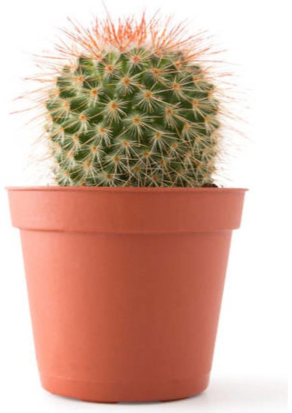 Hediyelik Beyaz Sardunya Çiçeği Sevgililer Gününe Özel Kaktüs Hediyeli modelleri