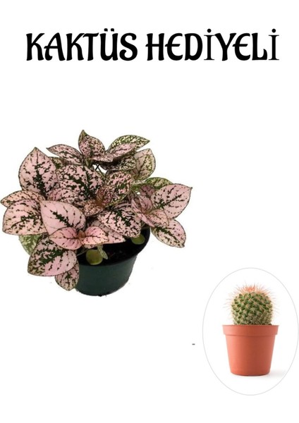 Toz Pembe Zarif Yapraklı Hostes Çiçeği Sevgililer Gününe Özel Kaktüs Hediyeli