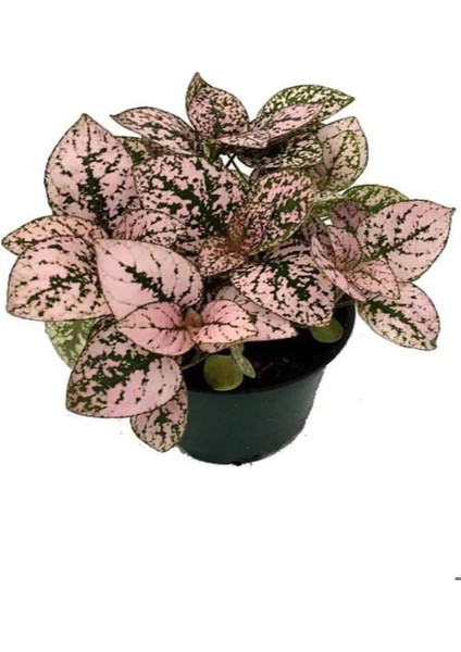 Toz Pembe Zarif Yapraklı Hostes Çiçeği Sevgililer Gününe Özel Kaktüs Hediyeli fiyatları