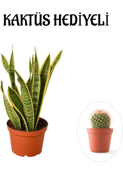 Hediyelik Sarı Alacalı Paşa Kılıcı Bitkisi Sevgililer Gününe Özel Kaktüs Hediyeli