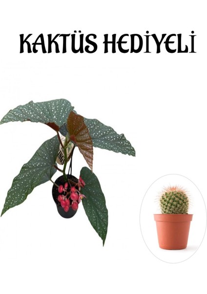 Hediyelik Çiçekli Çilli Begonya Çiçeği Sevgililer Gününe Özel Kaktüs Hediyeli