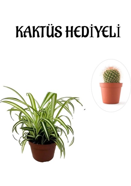 Sarı Yeşil Yapraklı Kurdele Çiçeği Sevgililer Gününe Özel Kaktüs Hediyeli