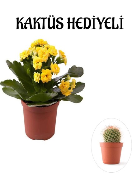 Pembe Çiçekli Milli Dikenler Tacı Kaktüs Sevgililer Gününe Özel Kaktüs Hediyeli