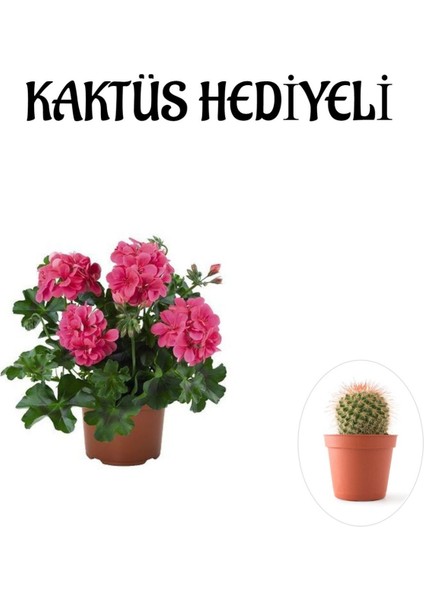 Hediyelik Pembe Sakız Sardunya Çiçeği Fidanı Sevgililer Gününe Özel Kaktüs Hediyeli