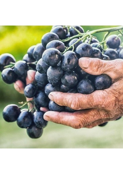 Nadir Bulunan Tüplü Denizli Çal Karası Şaraplık Üzüm Fidanı