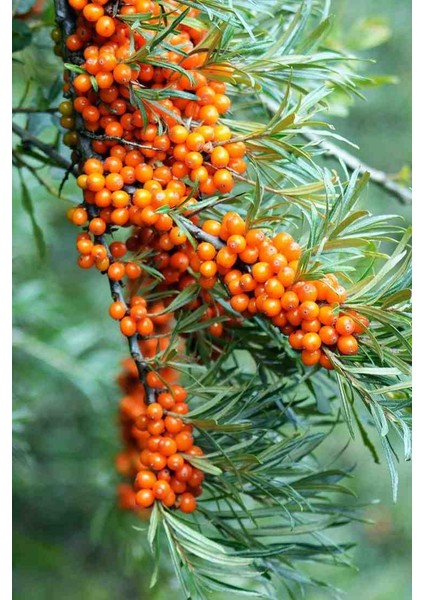 Yalancı Iğde Ağacı Fidanı (Hippophae Rhamnoides): C Vitamini Deposu