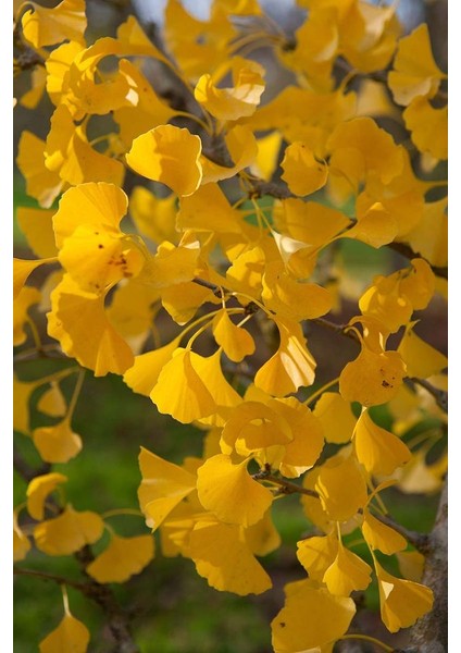 Mabet Ağacı [ginkgo Biloba] Fidanı 15 25 cm Boy - 2 Yaş fiyatları