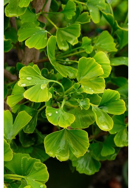 Mabet Ağacı [ginkgo Biloba] Fidanı 15 25 cm Boy - 2 Yaş modelleri