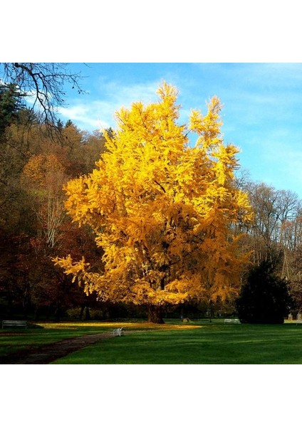 Mabet Ağacı [ginkgo Biloba] Fidanı 15 25 cm Boy - 2 Yaş fırsatları