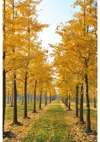Mabet Ağacı [ginkgo Biloba] Fidanı 15 25 cm Boy - 2 Yaş indirimleri