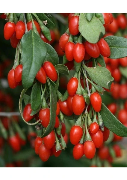 Goji Berry Fidanlanı Sağlıklı Geleceğiniz Için Meyve Fidanları Şimdi Sizlerle!" 3 Yaşında Tüplü