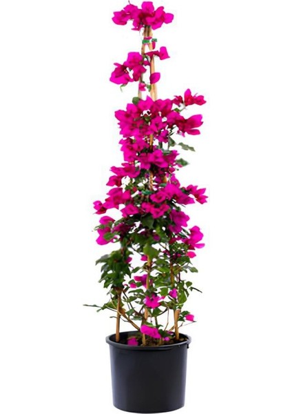 Serada Decor Plant Pembe Renk Begonvil ÇIÇEĞI(40-80CM) Mor Lavanta Fidanı Hediyeli Bahçe Bitkisi