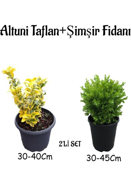 Altuni TAFLAN(30-40CM)+ÇALI ŞIMŞIRI(30-45CM) 2'li Set Saksılı Bahçe Bitkisi