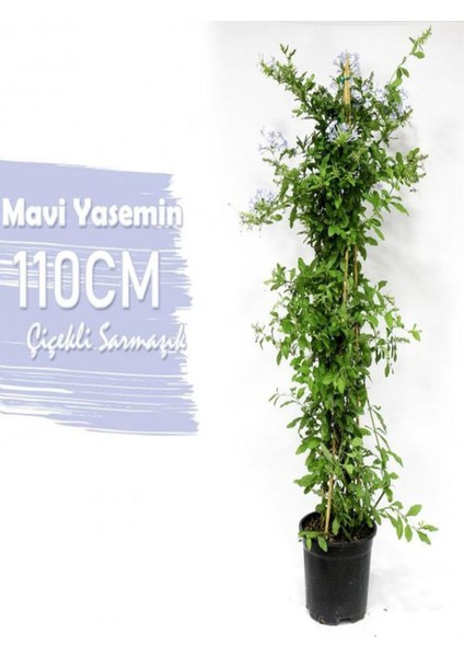 Kokulu Mavi Yasemin Çiçeği Fidanı+Arap Yasemin FIDANI(30-60CM) 2'li Set Bahçe Bitkisi