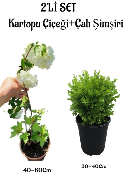 Beyaz Kartopu ÇIÇEĞI(VIBURNUM)40-60CM +Çalı Şimşiri 2'li Set Saksılı Bahçe Bitkisi