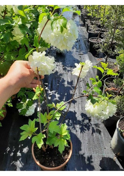 Beyaz Kartopu ÇIÇEĞI(VIBURNUM)40-60CM +Çalı Şimşiri 2'li Set Saksılı Bahçe Bitkisi