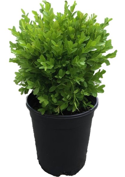 Beyaz Kartopu ÇIÇEĞI(VIBURNUM)40-60CM +Çalı Şimşiri 2'li Set Saksılı Bahçe Bitkisi