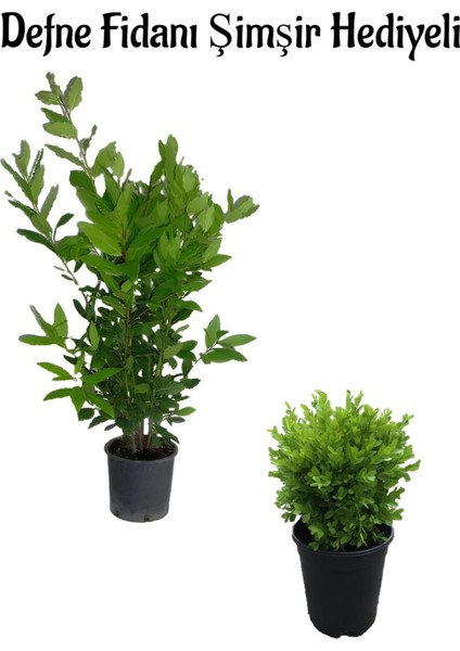 Defne Çalısı FIDANI(40-60CM)+ÇALI ŞIMŞIRI(30-40CM) Hediyeli Saksılı Bahçe Bitkisi