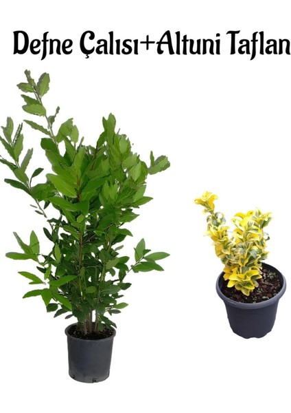 Defne Çalısı FIDANI(40-60CM)+ALTUNI TAFLAN(30-40CM) 2'li Set Saksılı Bahçe Bitkisi