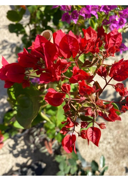 Kırmızı Renk Bodur Begonvil Fidanı(40-60)+Çalı Şimşiri 2'li Set Saksılı Bahçe Bitkisi fırsatları