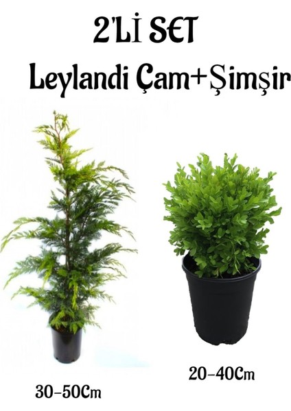 Leylandi Çam Ağacı Fidanı+Çalı Şimşiri 2'li Set Saksılı Dış Mekan Bitkisi
