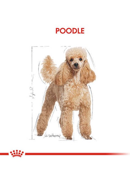 Poodle Pouch Köpek Konservesi 85 gr