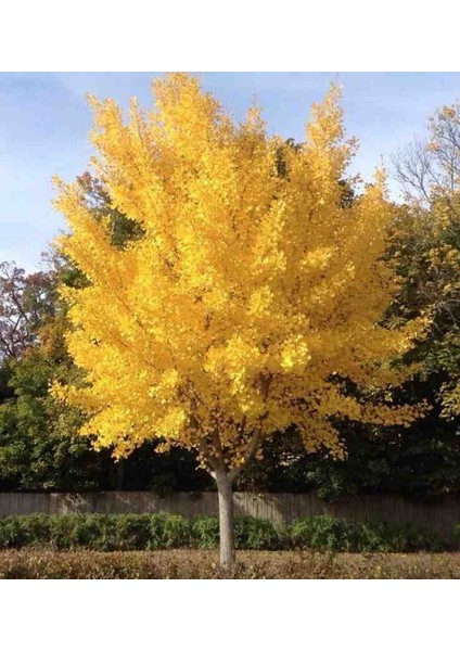 2 Adet Mabet Ağacı (Ginkgo Biloba): Peyzaj, Fidan ve Bahçeniz Için Eşsiz Bir Yaşam Gücü