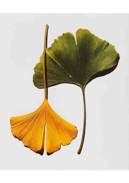 2 Adet Mabet Ağacı (Ginkgo Biloba): Peyzaj, Fidan ve Bahçeniz Için Eşsiz Bir Yaşam Gücü